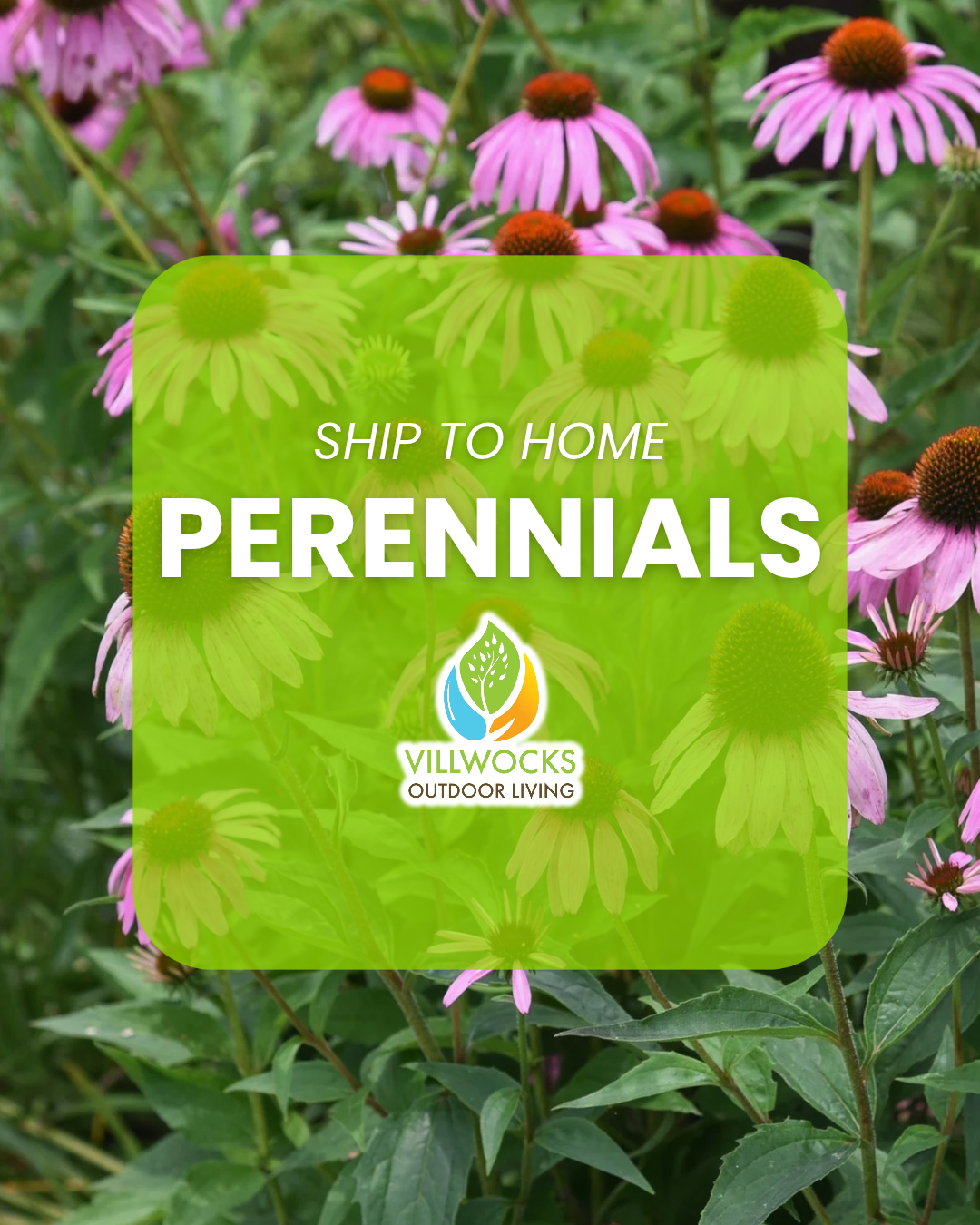 PERENNIALS
