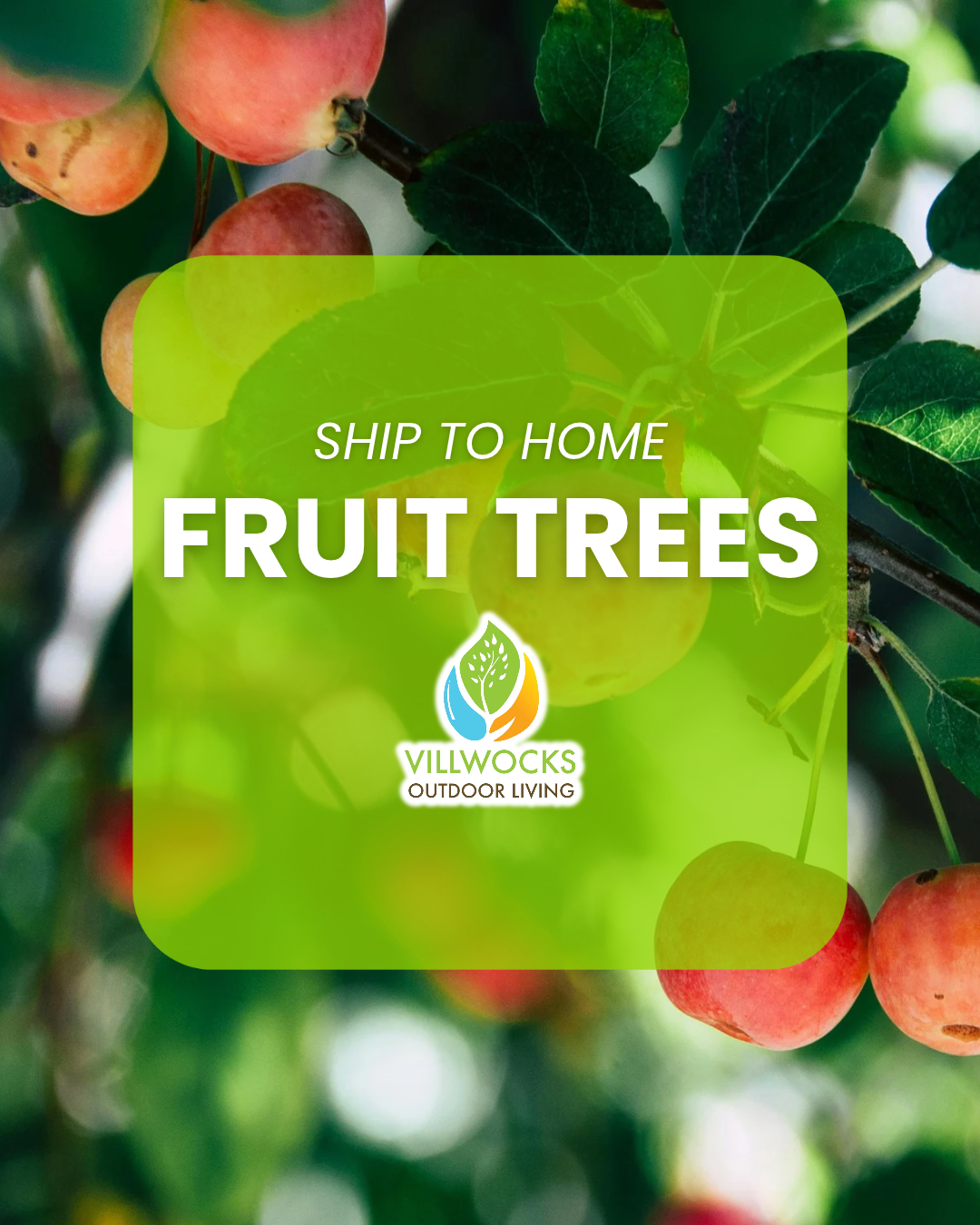 FRUIT TREES