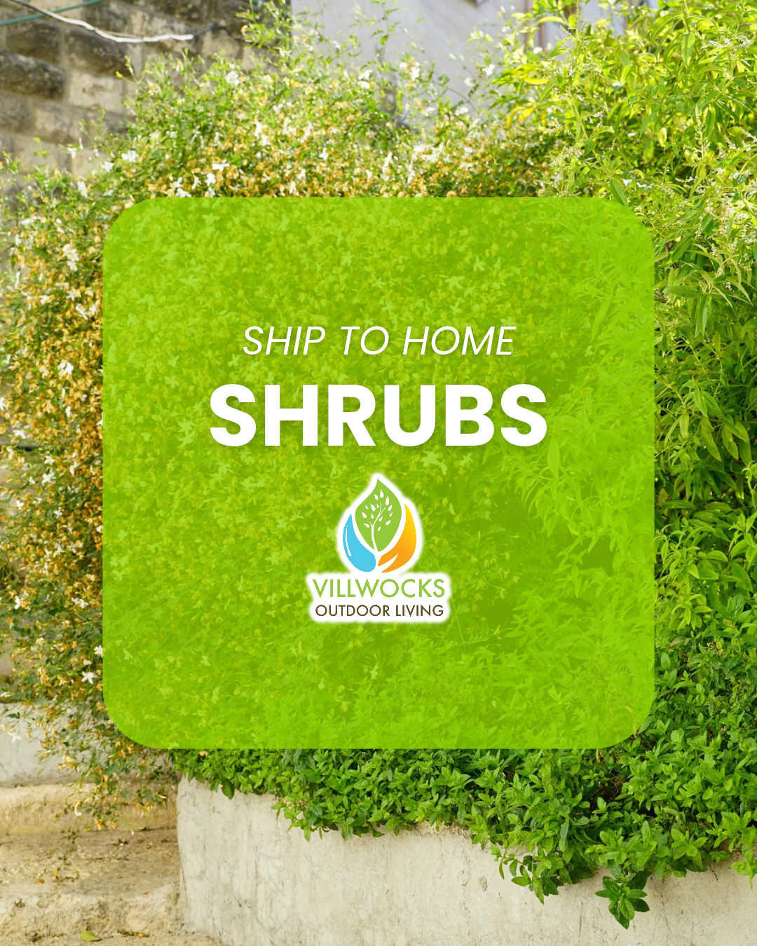 Shrubs for Sale Online | Villwocks Outdoor Living Direct