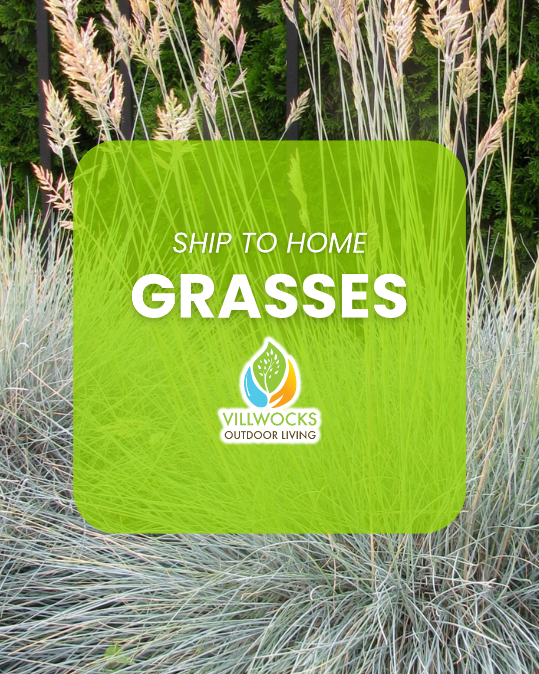 GRASSES