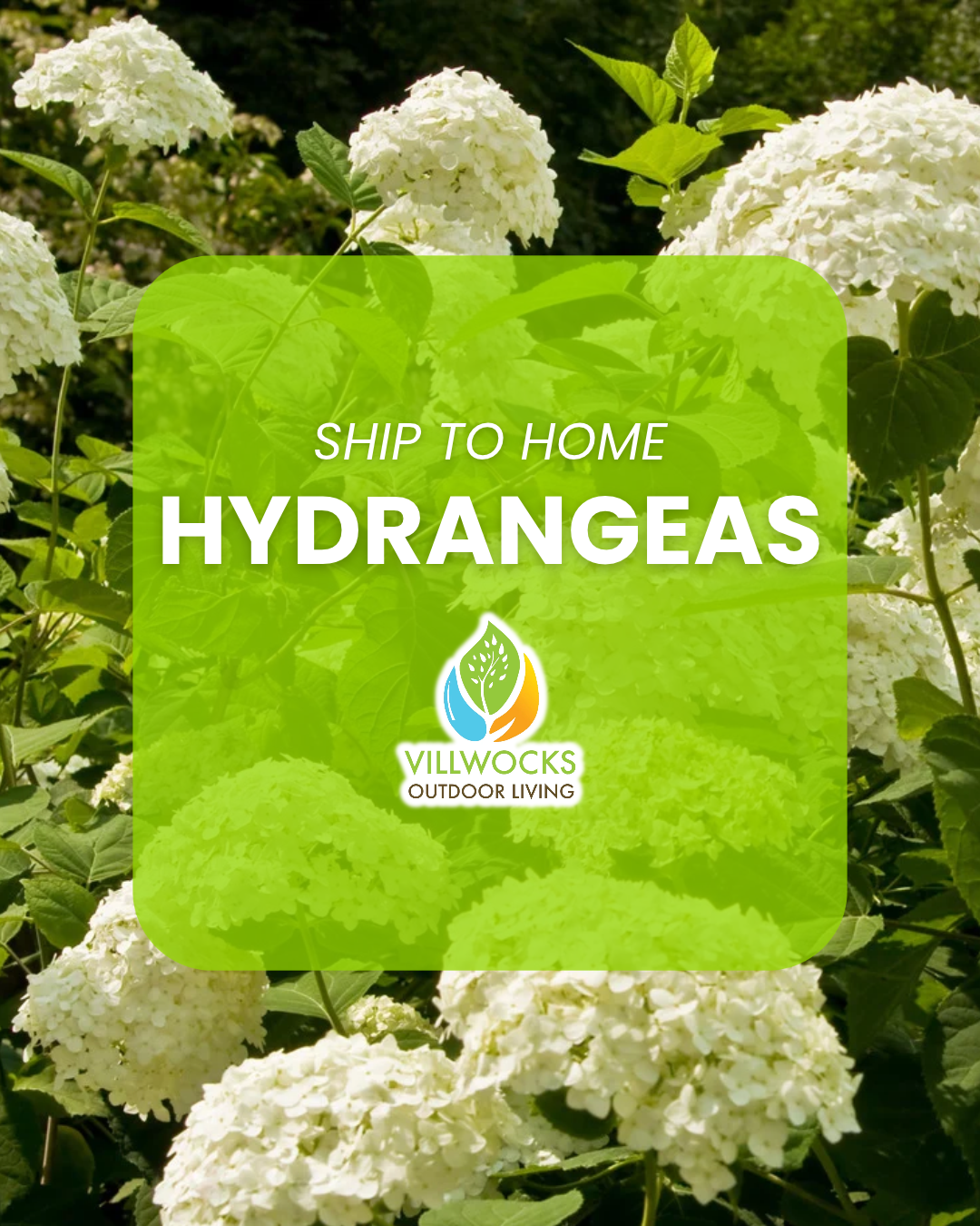 HYDRANGEAS