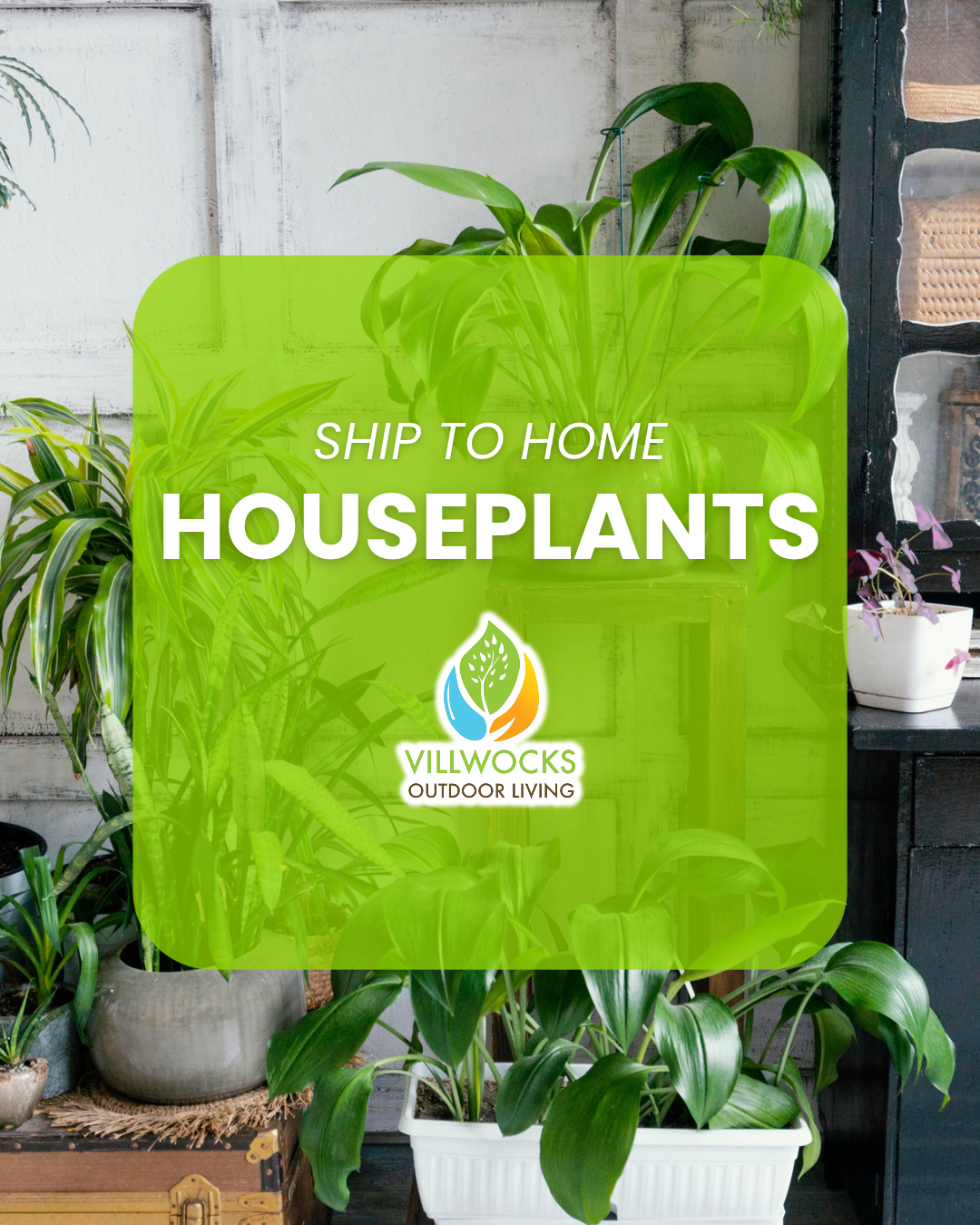 HOUSEPLANTS