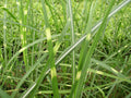 Zebra Grass (Miscanthus sinensis 'Zebrinus') - 3 gallon