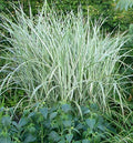 Rigoletto Maiden Grass (Miscanthus sinensis 'Rigoletto') - 3 gallon