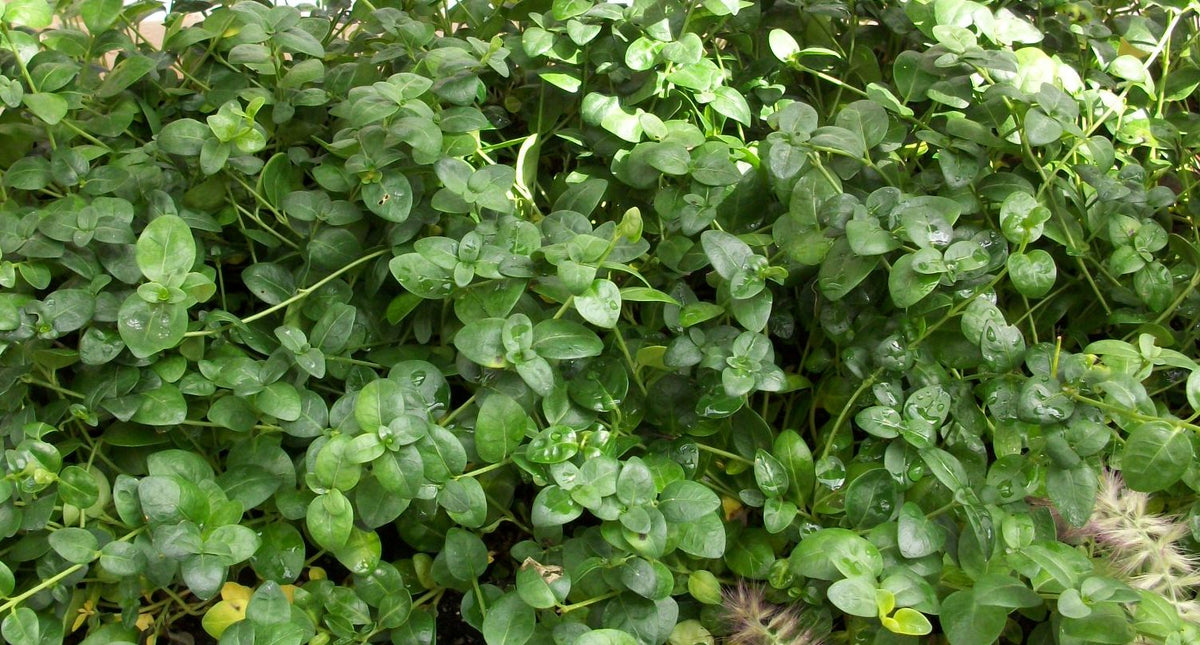 Bowles Dwarf Periwinkle (Vinca minor 'Bowles') - 1 gallon