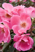 Pink Knock Out® Rose (Rosa K.O 'Radcon') - 2 gallon