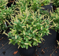 Fizzy Mizzy® Sweetspire (Itea fizzy 'Mizzy') - 1 gallon