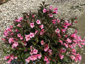 Sonic Bloom® Wine Weigela (Weigela sonic 'Bloom Wine') - 1 gallon