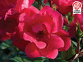 Red Knock Out® Rose (Rosa K.O 'Radrazz') - QT