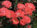 Coral Drift® Rose (Rosa 'Drift Meidrifora') - 1 gallon