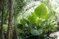 Persian Palm (Alocasia calidora) - 1 gallon