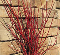 Cayenne Dogwood (Cornus alternifolia 'Cayenne') - 3 gallon