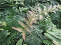 Brilliance™ Autumn Fern (Dryopteris erythrosora 'Brilliance') - QT