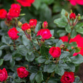 Petite Knock Out® Rose  (Rosa K.O 'Petite') - QT