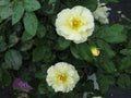 Popcorn Drift® Rose (Rosa 'Drift Popcorn') - QT