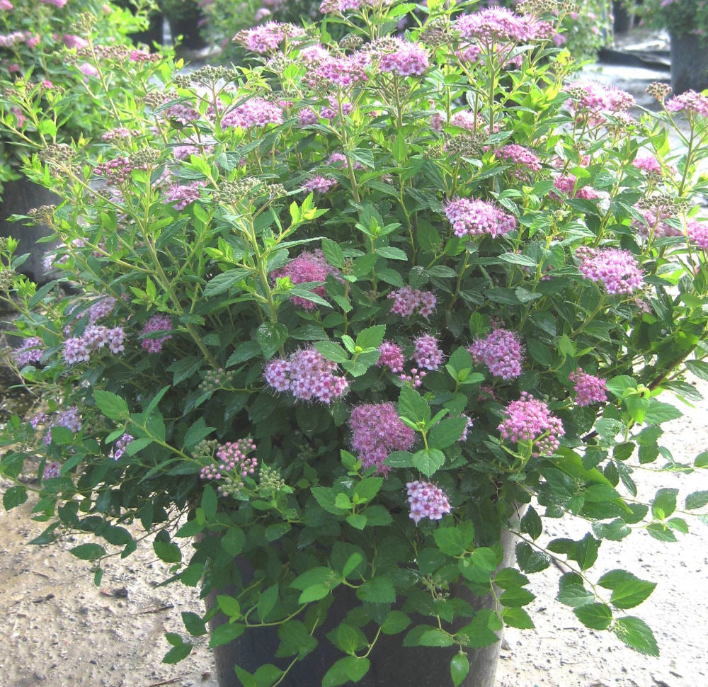 Little Princess Spiraea (Spiraea japonica 'Little Princess') - 2 gallon 12"