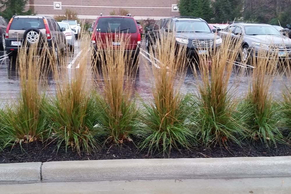 Karl Foerster Feather Reed Grass (Calamagrostis x acutiflora 'Karl Foerster') - 3 gallon
