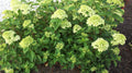 Little Lime® Panicle Hydrangea (Hydrangea paniculata 'Jane') - 3 gallon 12" HEAD
