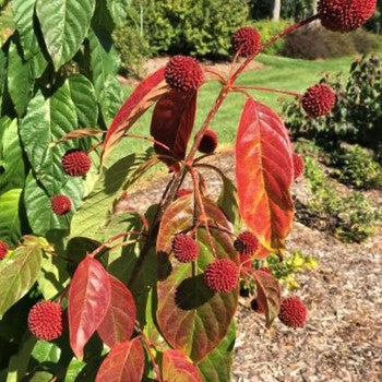 Cephalanthus Red Moon Rising™ Button Bush (Cephalanthus O 'Crimson Comet') - 3 gallon