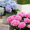 Elizabeth Ashley Hydrangea (Hydrangea macrophylla 'Elizabeth Ashley') - 3 gallon