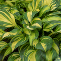Hosta Rainbows End (Hosta rainbows 'End') - 1 gallon