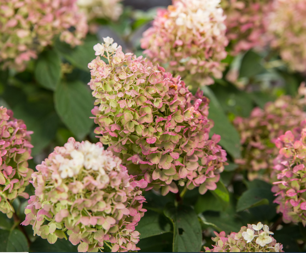 Little Hottie® Panicle Hydrangea (Hydrangea 'P Little Hottie') - 3 gallon