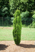 Straight & Narrow® Japanese Holly (Ilex crenata 'Straight And Narrow') - 3 gallon