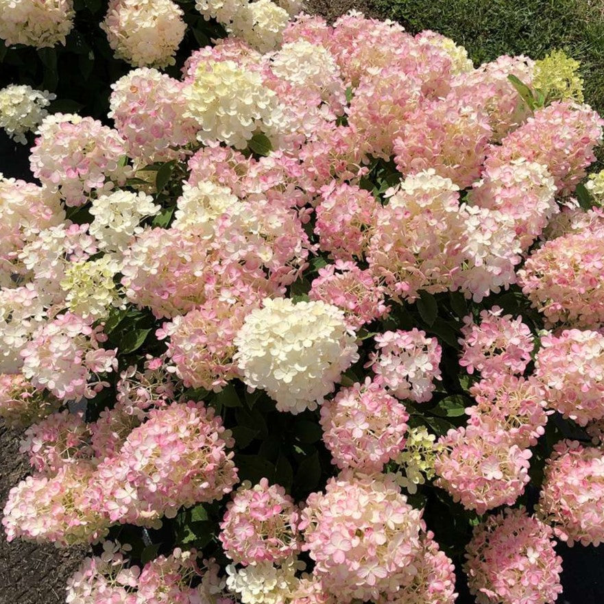 Fire Light Tidbit® Panicle Hydrangea (Hydrangea 'P Fire Light Tidbit') - 1 gallon