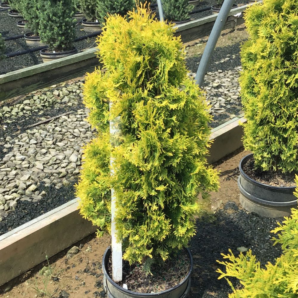 Jantar arborvitae (Thuja occidentalis 'Jantar') - 1 gallon