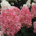 Magical® Ruby Snow Hydrangea  (Hydrangea 'P Ruby Snow') - 3 gallon 12" HEAD