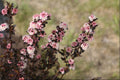 Tiny Wine® Ninebark (Physocarpus opulifolius 'SMPOTW') - QT