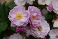 Rise Up Lilac Days™ Rose (Rosa rise 'Up Lilac Days') - QT