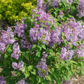 Scentara Pura® Lilac (Syringa x hyacin. 'Scentara Pura') - QT