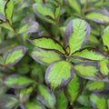 Vinho Verde® Weigela (Weigela florida 'Vinho Verde') - QT
