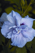 Blue Chiffon® Rose of Sharon (Hibiscus syriacus 'Notwoodthree') - QT
