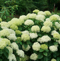 Proven Winners® Color Choice® Invincibelle Limetta® Smooth Hydrangea (Hydrangea arborescens ‘NCHA8’) - QT