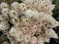 Bobo® Panicle Hydrangea (Hydrangea paniculata 'Bobo') - QT