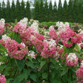 Pinky Winky Prime® Panicle Hydrangea (Hydrangea 'P Pinky Winky Prime') - QT