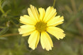 Creme Brulee™ Tickseed (Coreopsis verticillata 'Creme Brulee') - QT