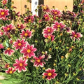 Coreopsis Lil Bang™ Candy Stripes (Coreopsis x 'Lil Bang Candy Stripes') - QT