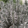 Sensational!® Lavender (Lavandula x i. 'Sensational') - QT
