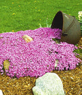 Emerald Pink Moss Phlox (Phlox subulata 'Emerald Pink') - QT