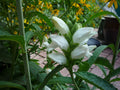 Turtlehead (Chelone glabra) - QT