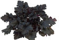 Primo® 'Black Pearl' Coral Bells (Heuchera 'Black Pearl') - QT