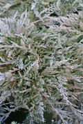 Blue Chip Juniper (Juniperus horizontalis 'Blue Chip') - 1 gallon