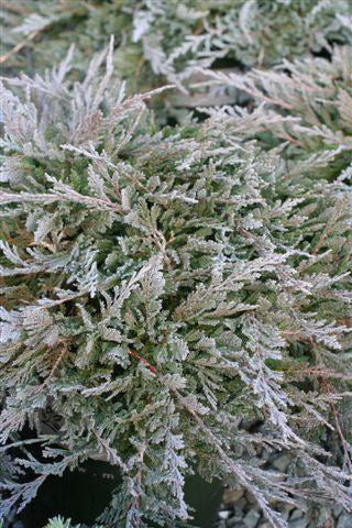 Blue Chip Juniper (Juniperus horizontalis 'Blue Chip') - 1 gallon