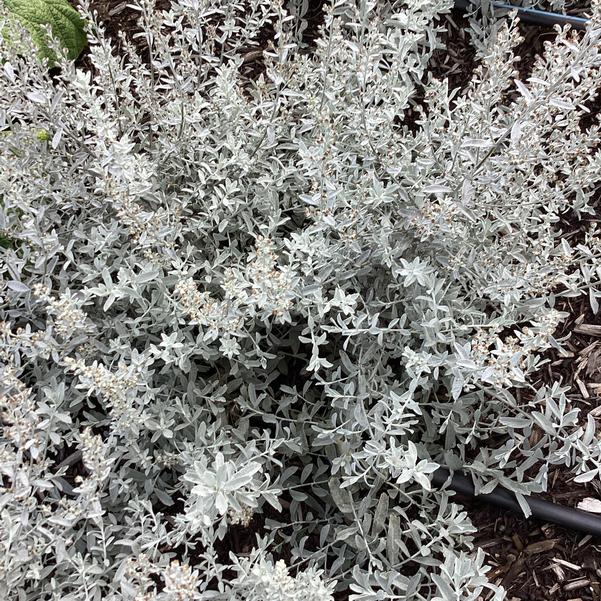 GardenGhost™ Artemesia (Artemisia garden 'Ghost') - QT
