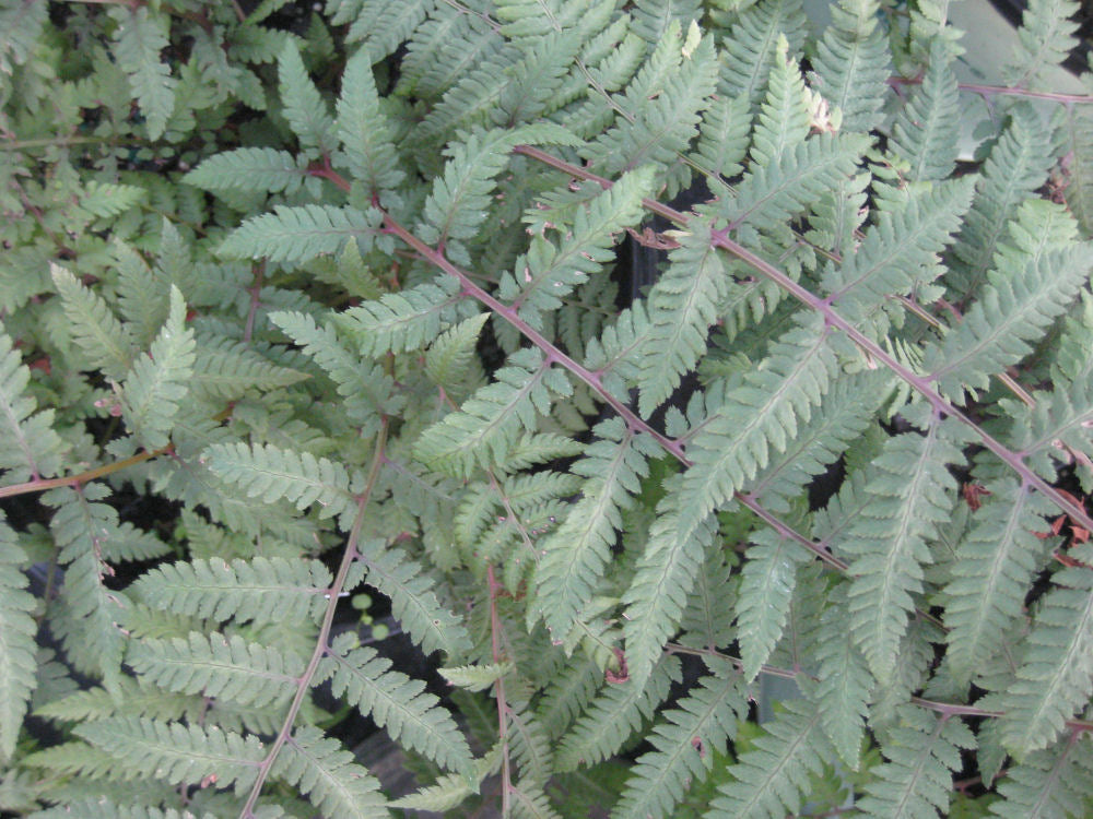 Burgundy Lace Painted Fern (Athyrium niponicum 'Burgundy Lace') - QT