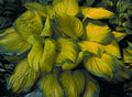 Stained Glass Plantain Lily (Hosta stained 'Stained Glass') - QT