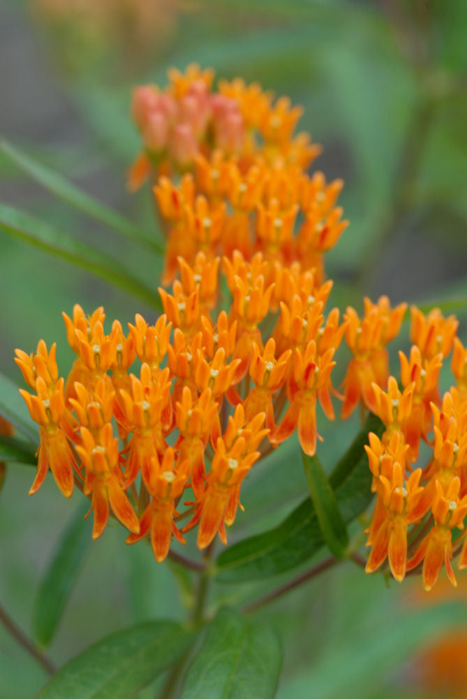 Butterfly Weed (Asclepias tuberosa) - QT